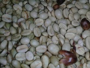 THGuatemala Coffe Tour