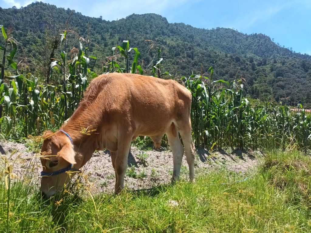 thguatemala-hiking-guatemala-campana-abaj